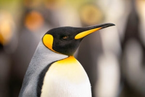 South Georgia King Penguin Wildlife Photo Safari