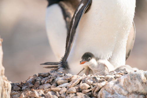 Baby Gentoo Penguin South Georgia Island Photo Workshop