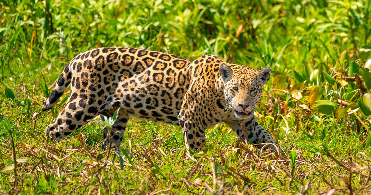 Wildlife Photography Workshop in Brazil - Jaguars, Otters & more