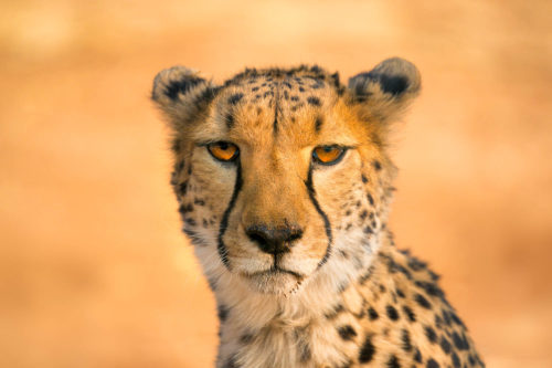 A cheetah image captured in the wild in Namibia by Colby Brown during a Photography Workshop