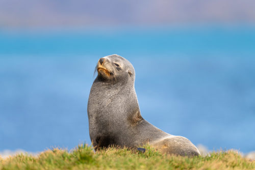 Fur Seal South Georgia Island Photo Workshop