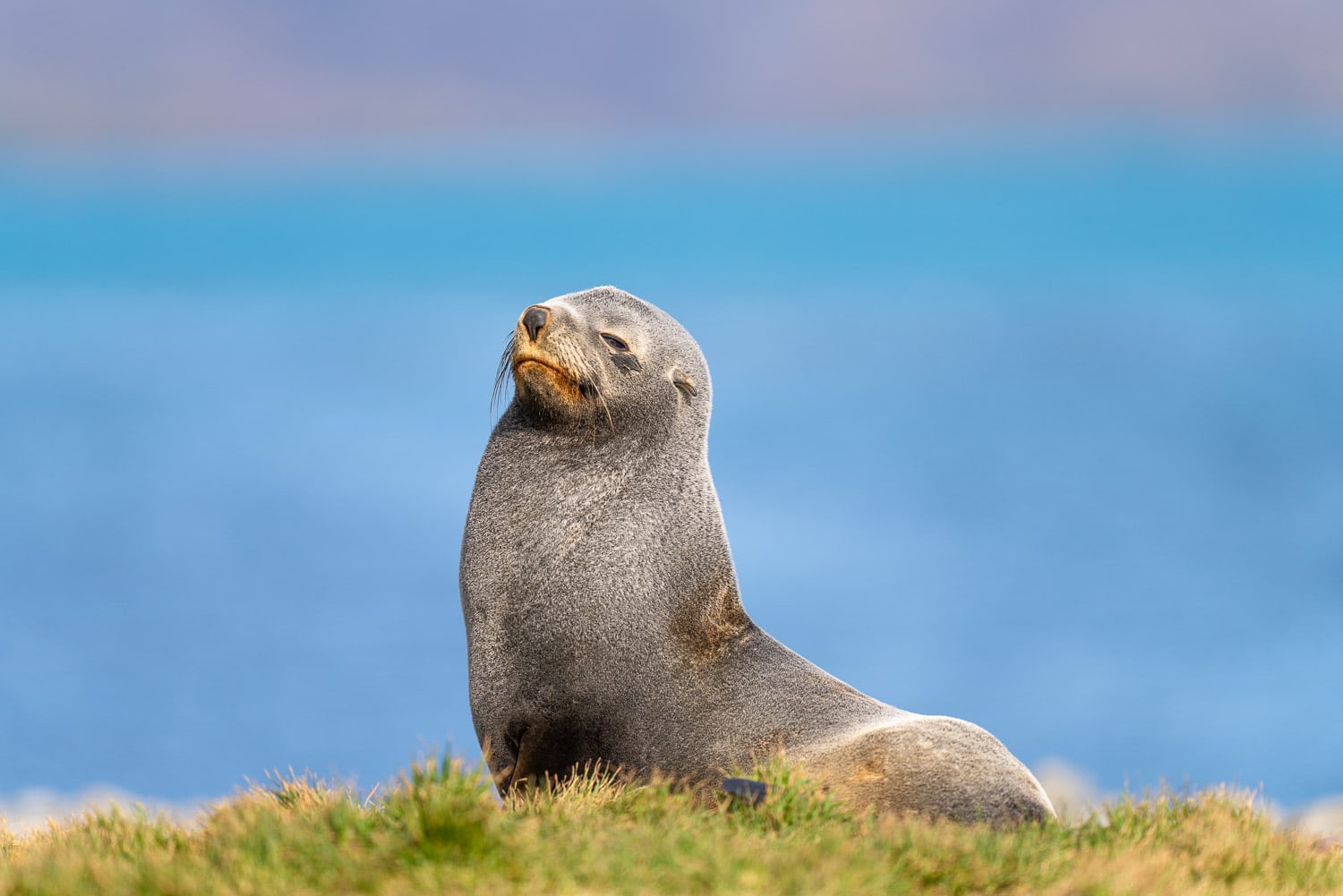 Fur Seal South Georgia Island Photo Workshop