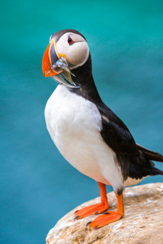 Puffin Iceland Colby Brown Photography