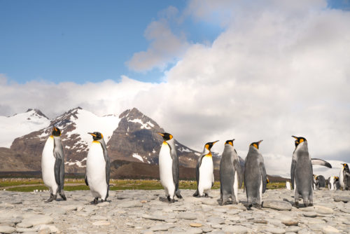 King Penguins South Georgia IslandPhoto Workshop