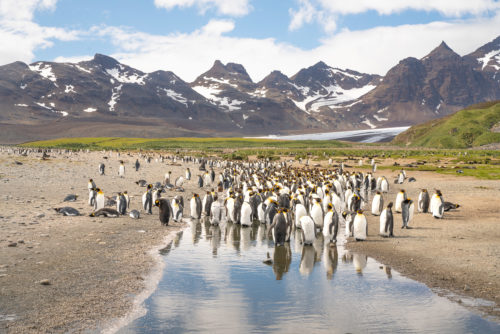 Salisbuary Plain King Penguin Colony South Georgia Photo Workshop