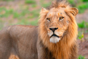 Lion South Africa Photo Workshop Safari