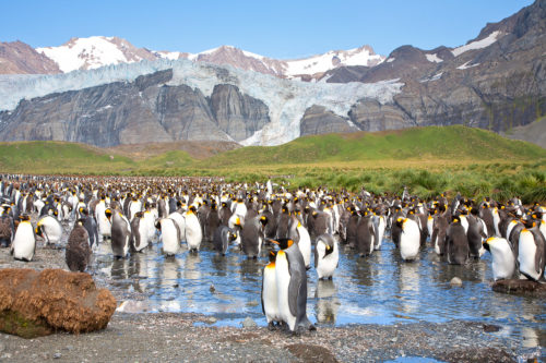 Thousands of King Penguins in South Georgia Island Photography Workshop