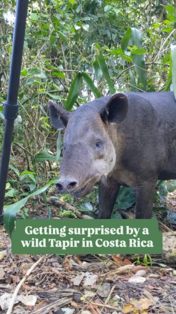 Sometimes as a wildlife photographer you are caught off guard, completely unprepared for a moment. This happened to me in Costa Rica in Corcavado National Park. My 600mm f/4 wildlife focused lens was simply no match for this wild Tapir that came out of the blue and surprised me while I was out photographing birds. In these moments, it is always best to go with your mobile phone!

#wildlifephotography #wildlifephotographer #costarica #puravida