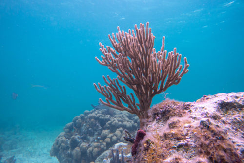 Underwater Photography Turks and Caicos Sony RX0 II