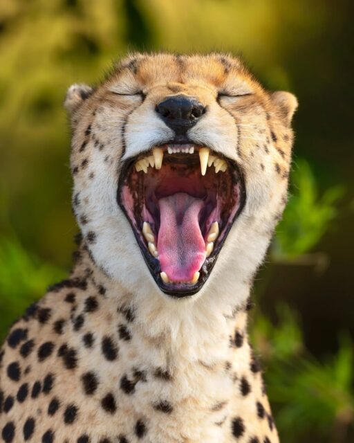The Cheetah is such a fascinating creature! There is something truly special about seeing one in the wild while it is in its element. These predators are undoubtedly built for both speed and lethality!

Swipe to the left to see the full image!

Have you ever seen one in the wild?

Sony a9 III w/ 600mm f/4 GM

#sonyambassador #sonyalpha #wildlifephotography #wildlifeplanet