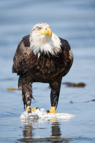 Bald Eagle Homer Alaska Sony 200-600 Lens