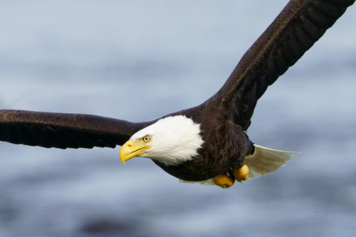 100 Perfect Crop of Bald Eagle Flying taken with Sony a7R IV w/ 200-600 f/5.6-6.3 G Lens