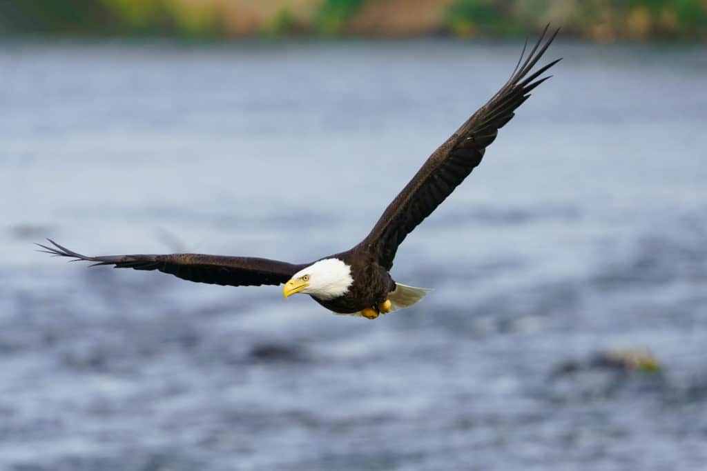 Bald Eagle Hunting for Fish at Brooks Falls in Alaska taken with Sony a7R IV w/ 200-600 f/5.6-6.3 G Lens