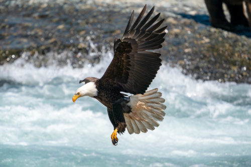 Bald Eagle in Flight Fishing at McNeil River taken with Sony a9 w/ 200-600 Lens