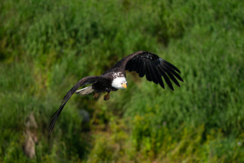 Bald Eagle in Flight Fishing at McNeil River taken with Sony a9 w/ 200-600 Lens