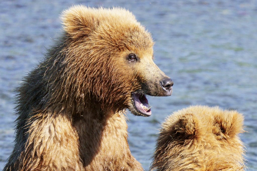 100 Percent Crop of Bears Cubs Playing at Brooks Falls taken with Sony a7R IV w/ 200-600 lens