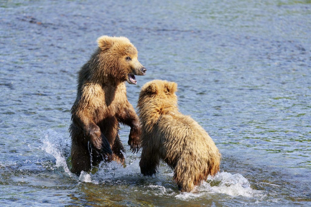Bear Cubs Playing in Water at Brooks Falls Alaska Taken with Sony a7R IV w/ 200-600 f/5.6-6.3 G Lens
