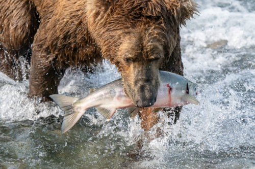 Brown Bear Alaska Fishing McNeil River Sony 200-600