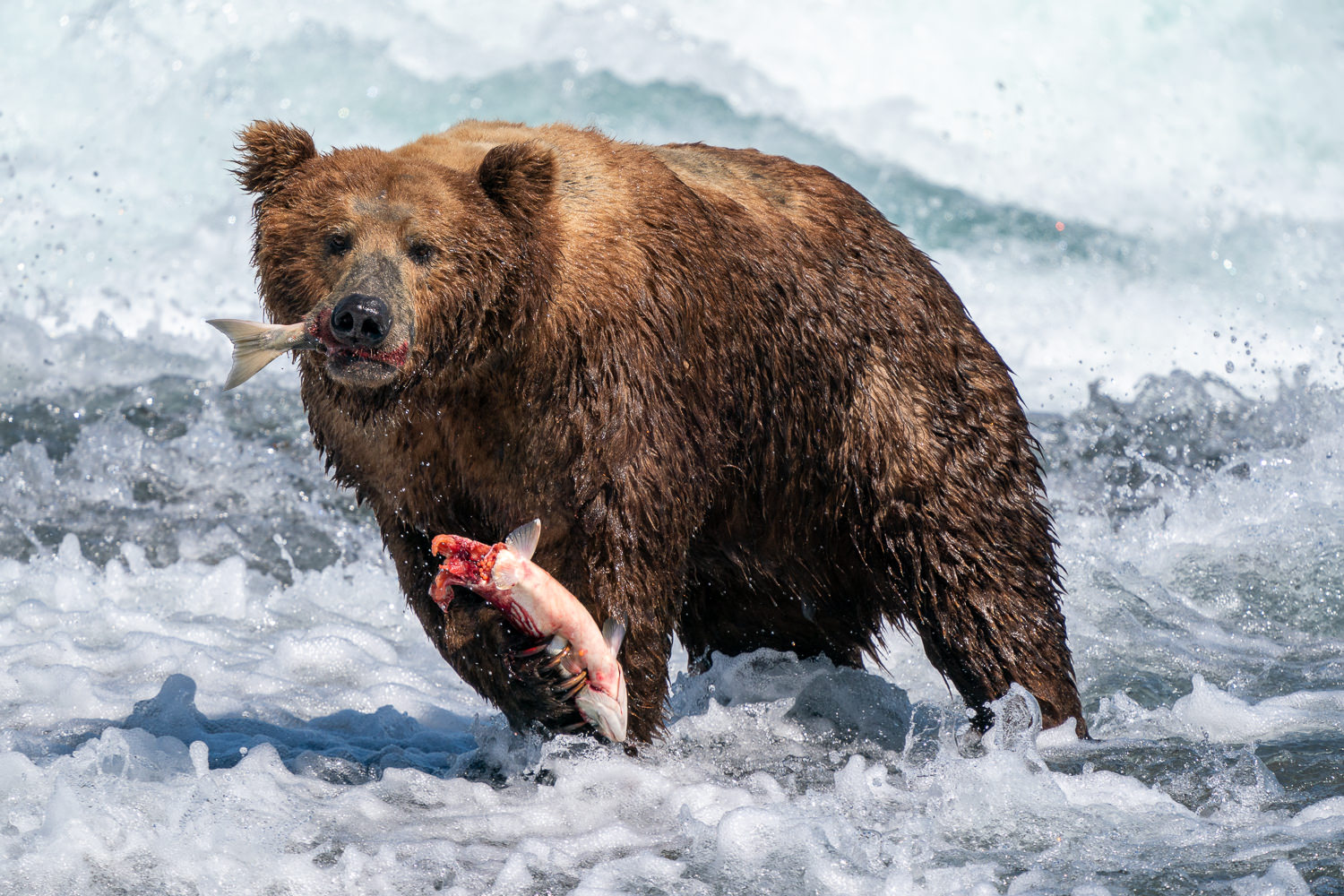 Brown Bear Eating Salmon Chum at McNeil River Sanctuary in Alaska Taken with Sony a9 w/ 200-600 Lens