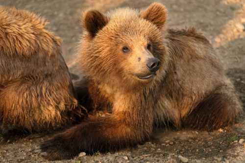 Brown Bear Yearling at Brooks Falls in Alaska taken with Sony 200-600 f/5.6-6.3 G lens