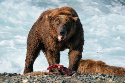 Big Brown Bear Eating Salmon Sony 200-600 McNeil River