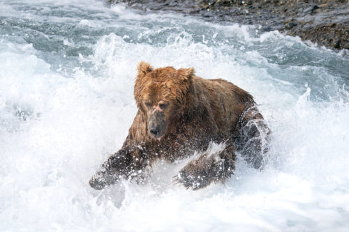 Brown Bear McNeil River Alaska Diving Sony 200-600