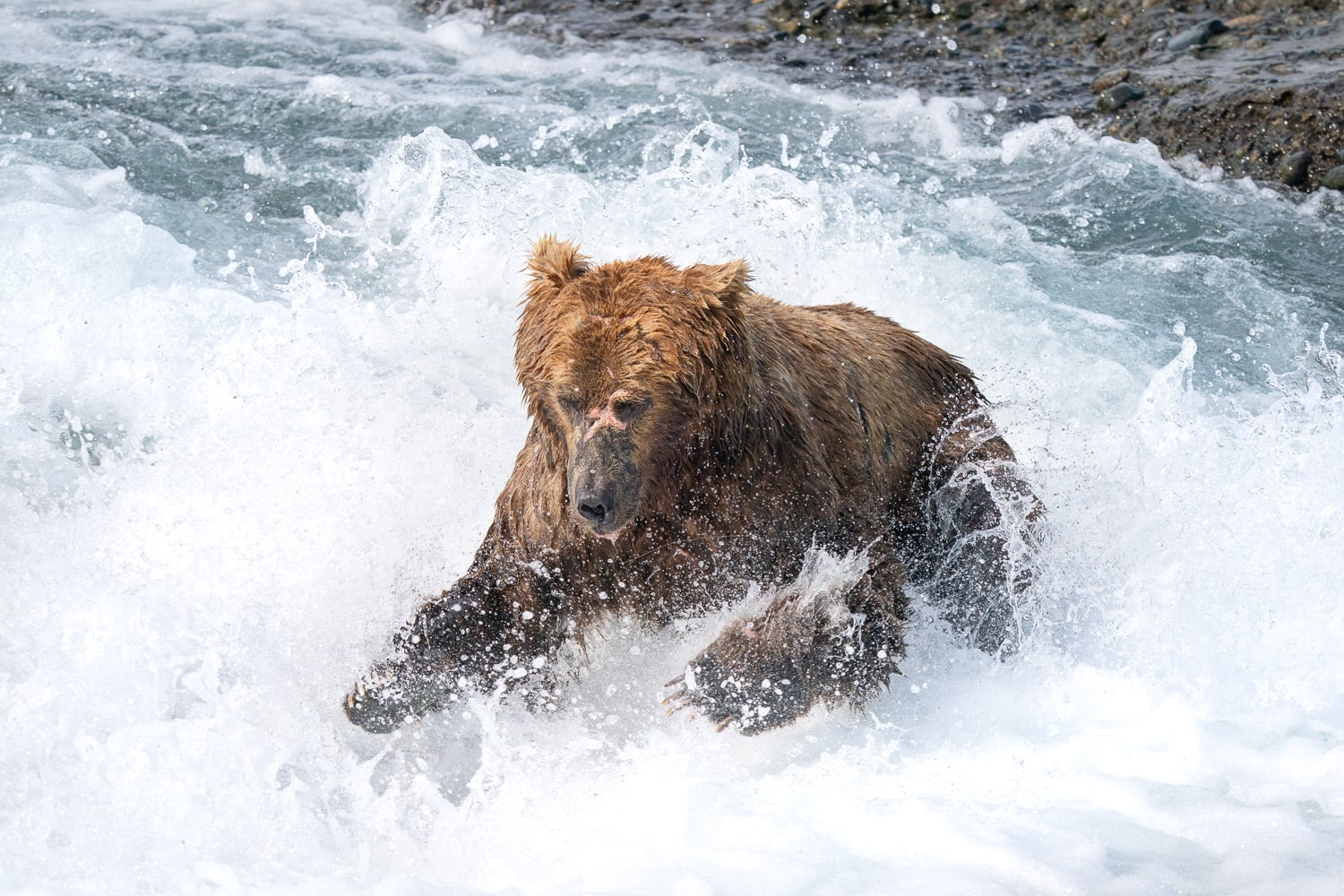 Brown Bear McNeil River Alaska Diving Sony 200-600