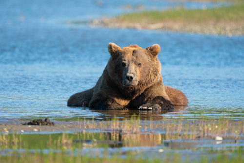 Bear Bear Alaska Cooling Down Sony 200-600 Lens