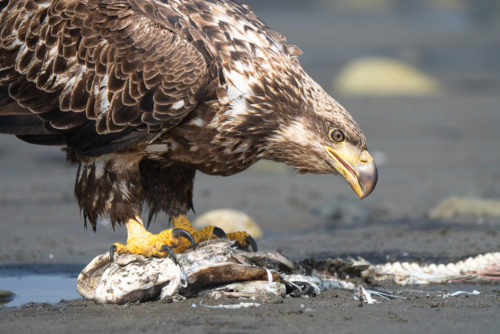 Juvenile Bald Eagle Eating Homer Alaska Sony 200-600 Lens