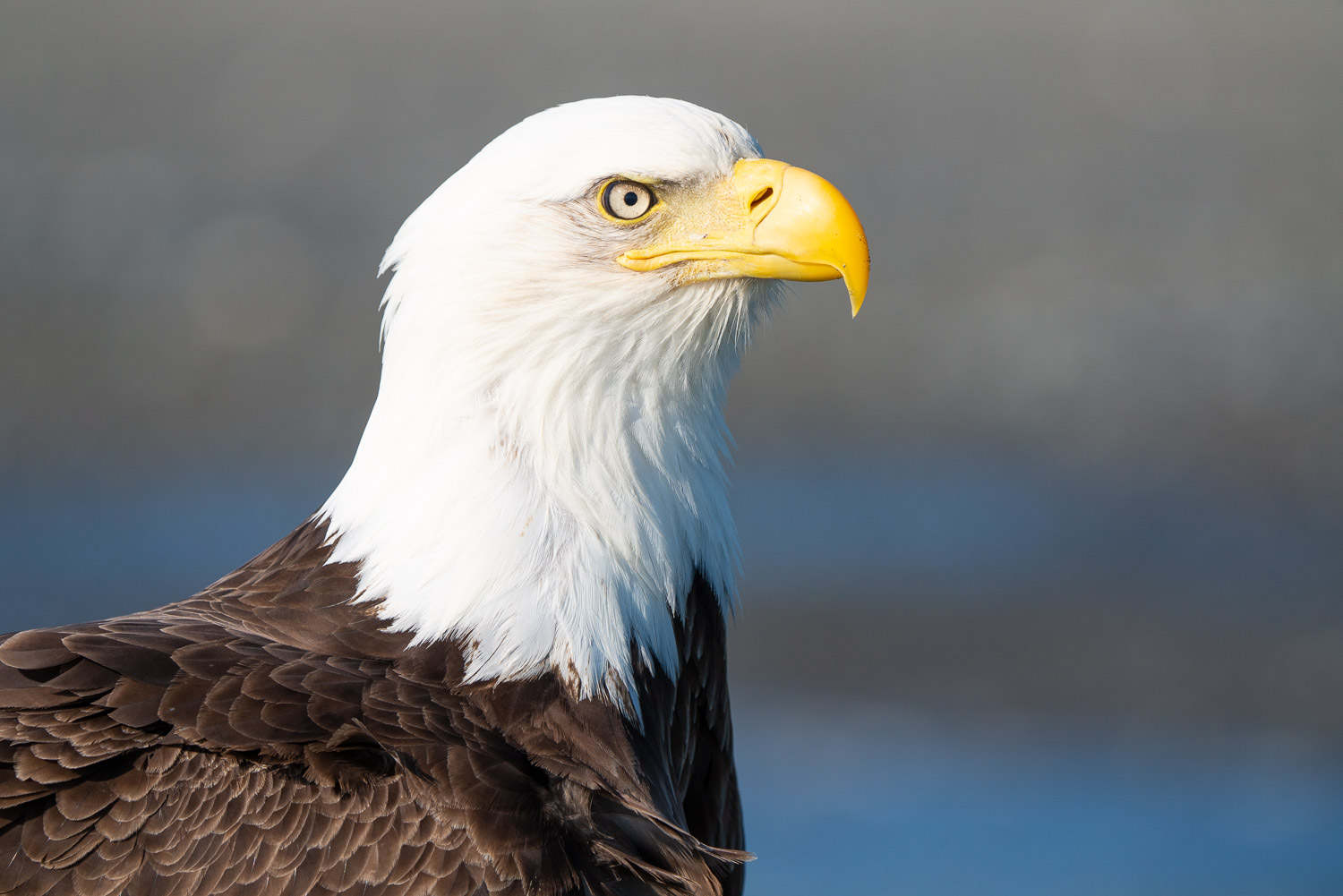 Bald Eagle Photographed with Sony 200-600 and Sony a7R III