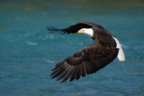 Bald Eagle Alaska Sony a9 w/ FE 200-600 Lens 100 Percent Crop