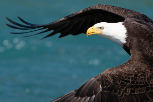 Bald Eagle Alaska Sony a9 w/ FE 200-600 Lens 100 Percent Crop