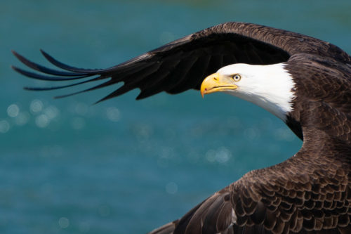 Bald Eagle Alaska Sony a9 w/ FE 200-600 Lens 100 Percent Crop