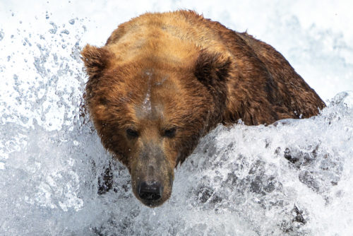 Brown Bear Alaska Sony 200-600 w a7R III 100 Percent Crop