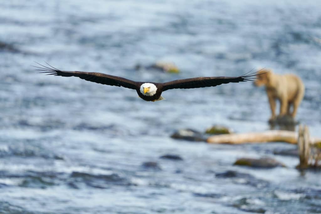 Testing AF in Alaska with the Sony a7R IV Bald Eagle