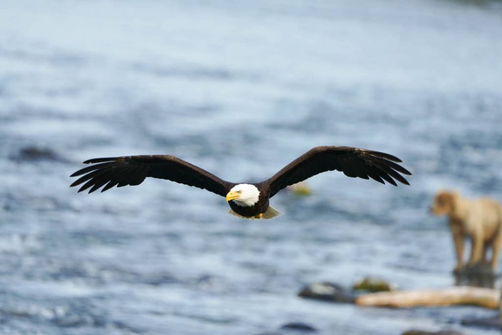 Testing AF with Sony a7R IV in Alaska Bald Eagle