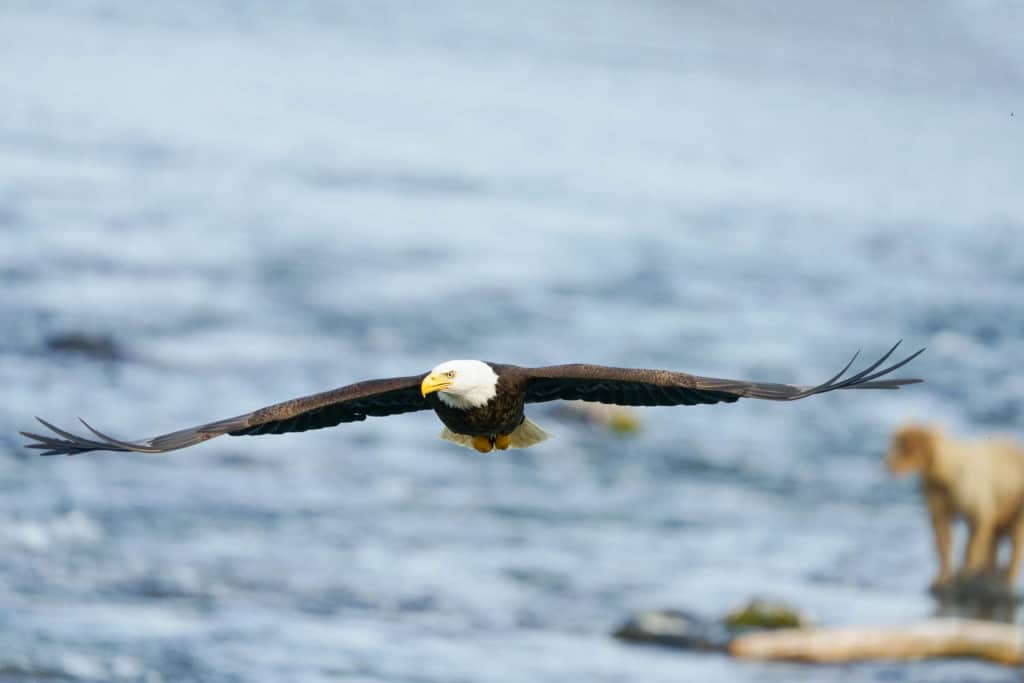 AF Test of Bald Eagle in Alaska with Sony a7R IV