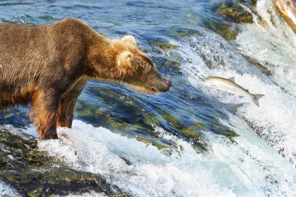 Bear Fishing At Katmai National Park taken with Sony a7R IV