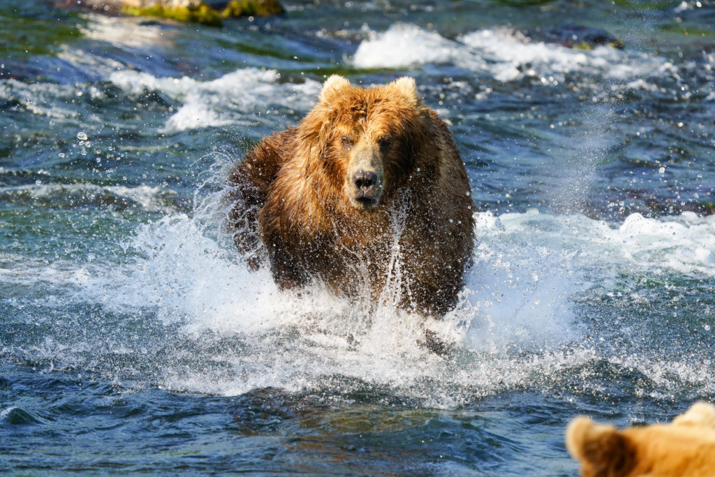 Photographing Bears with the Sony a7R IV 10 FPS