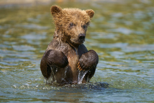 Spring Cub in Katmai, Alaska with Sony a7R IV