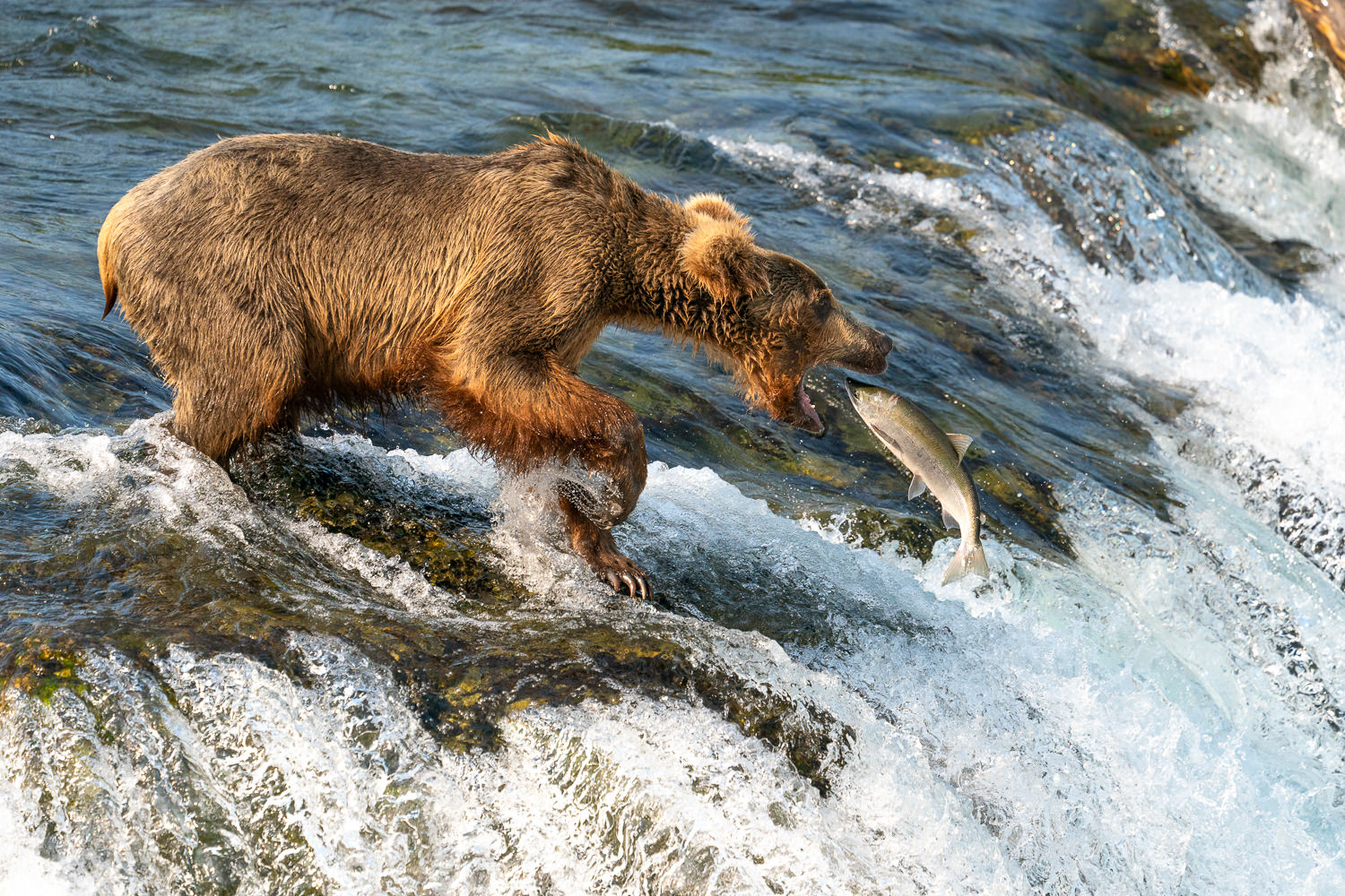 Brown Bear Fishing at Brooks Falls Sony a9 w 200-600 FE Telephoto Lens