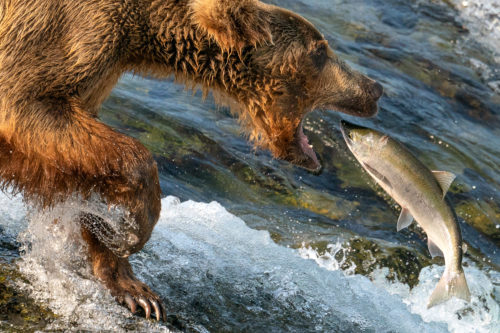 Brown Bear Fishing Brooks Falls Sony 200-600 100-Percent-Crop