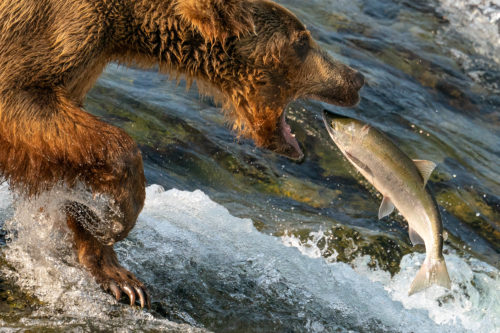 Brown Bear Fishing Brooks Falls Sony 200-600 100-Percent-Crop