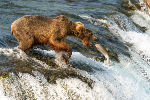 Brown Bear Fishing at Brooks Falls Sony a9 w 200-600 FE Telephoto Lens