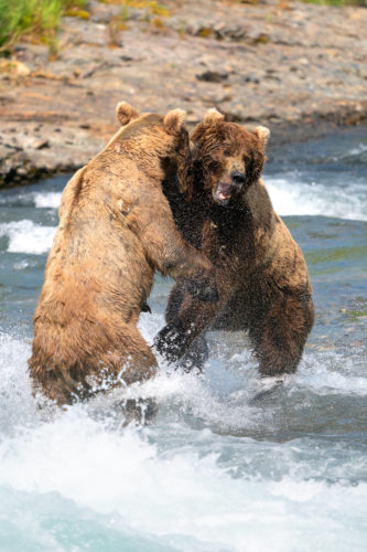 Bears Fighting at McNeil River in Alaska Taken with Sony a9 w/ 200-600 f/5.6-6.3 FE lens