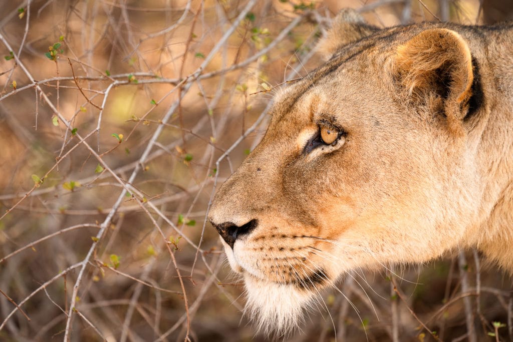 Female Lion Portrait South Africa Photo Workshop Safari