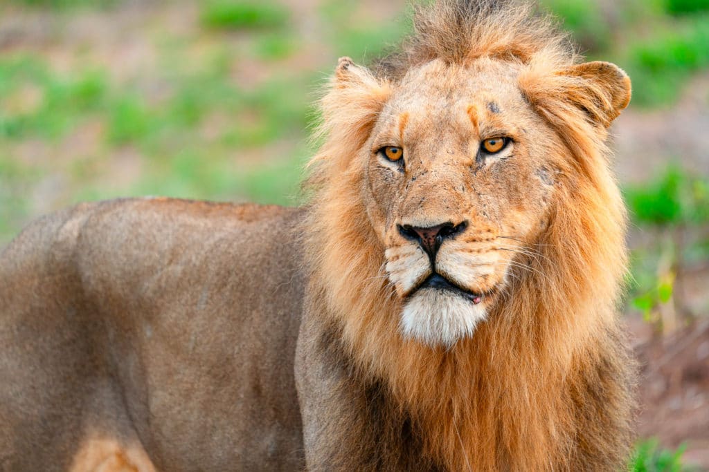 Male Lion in Sabi Sands Reserve Photo Workshop Safari