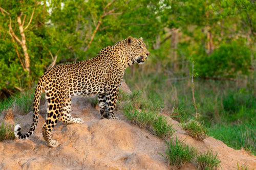 Photo Workshop Safari in South Africa Greater Kruger National Park