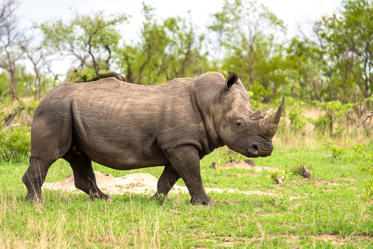 White Rhino South Africa Wildlife Photo Workshop Safari