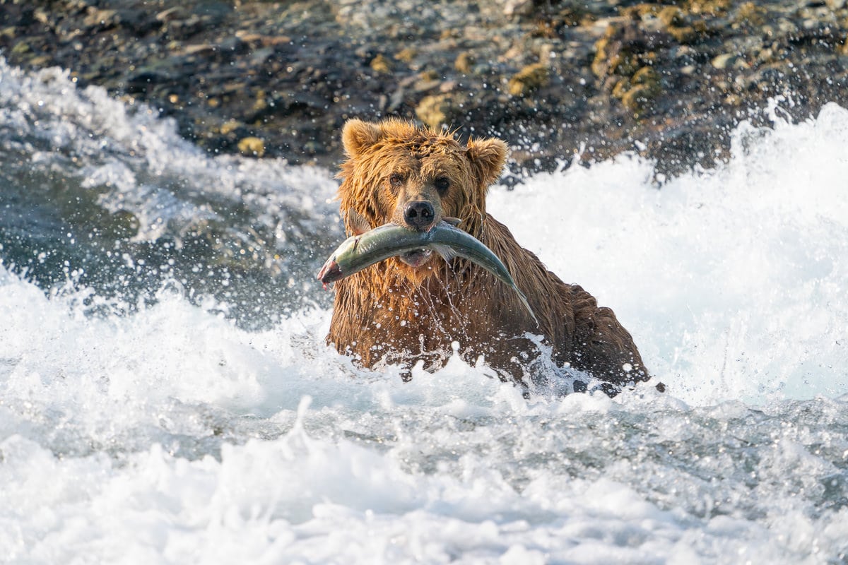 Brown Bear Fishing in River for Alaska Photography Workshop Tour
